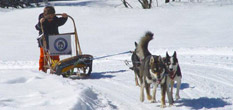Sledenhonden in Fruili-Venezia Giulia